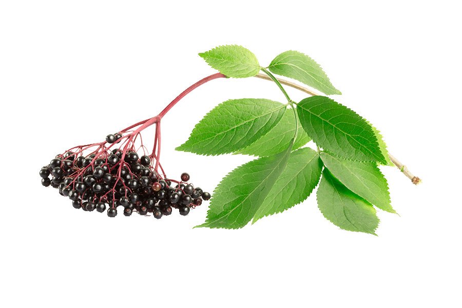Elderberries - melissimo
